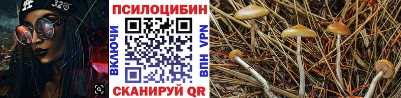 Псилоцибиновые грибы мицелий  блэк спрут онион  Высоковск 